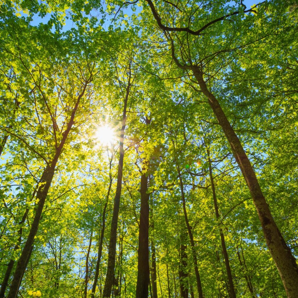 Daten + Dienste Umwelt